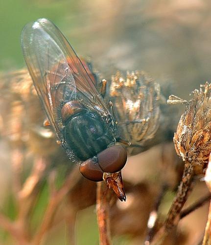 Réf. 298 651 : Rhingia campestris